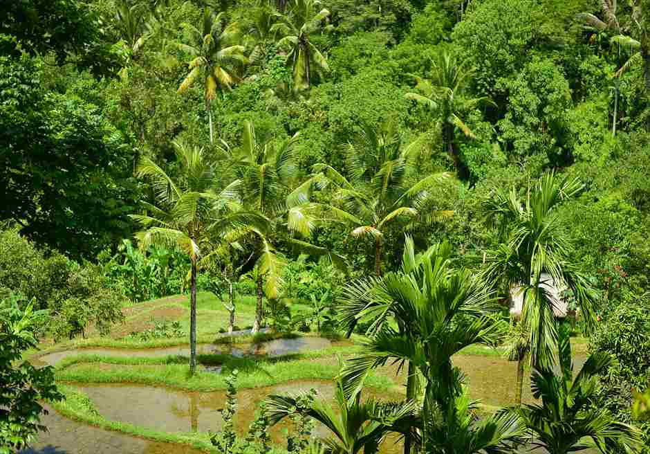 Ubud Area Hotel & Resort