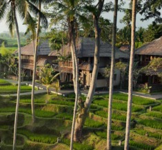 Rice-Paddies-View