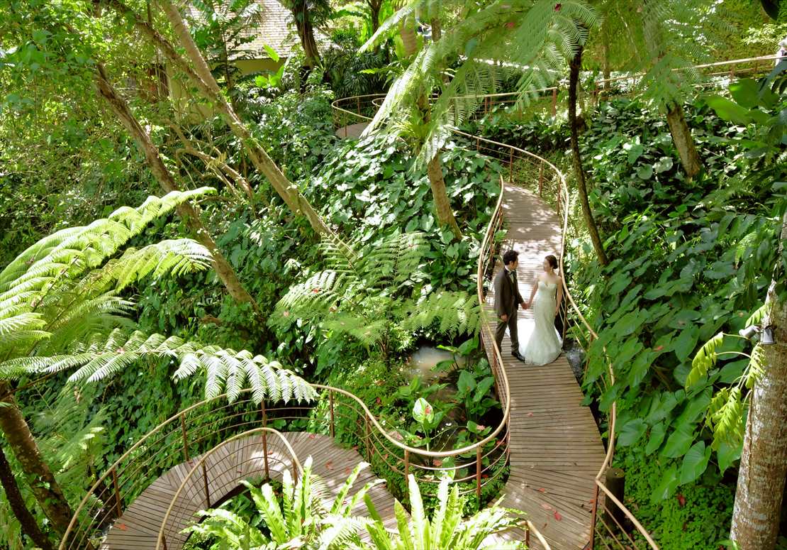 ジャングルに覆われたリゾート・ブリッジ