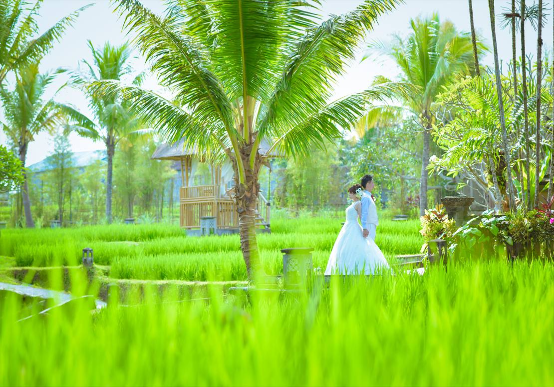 緑豊かなライステラスを望む