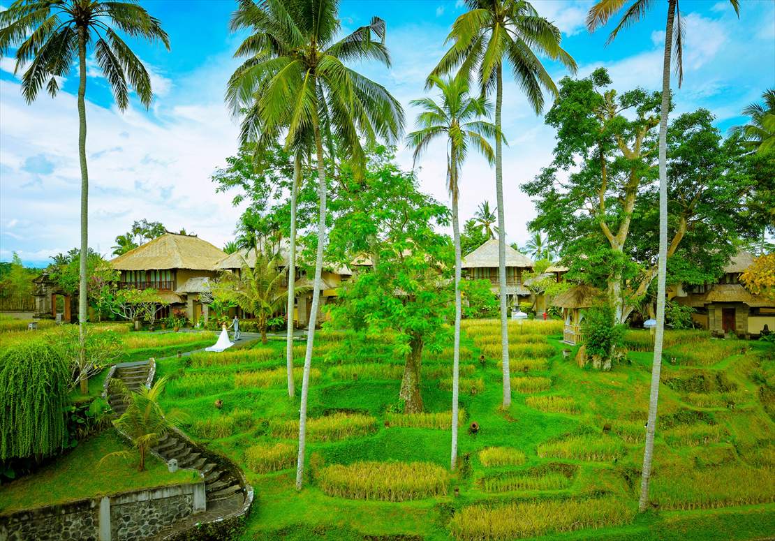 椰子の木が生い茂るライステラスを望む